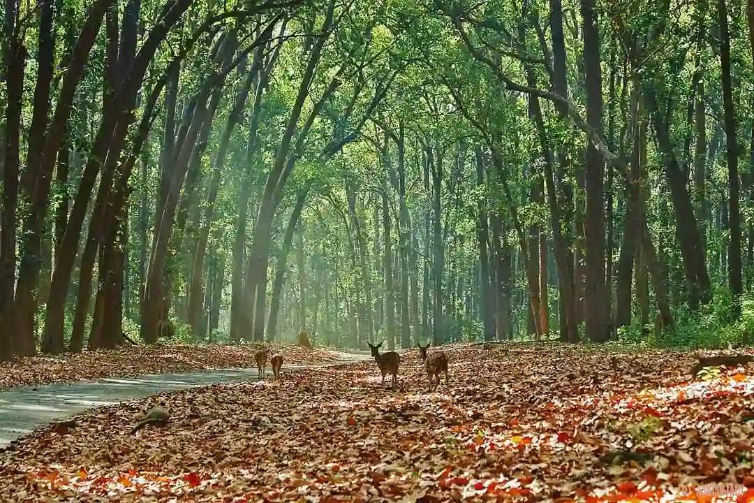 Book Corbett Tour Packages from Pune | Upto 40% Off | AdventureMania