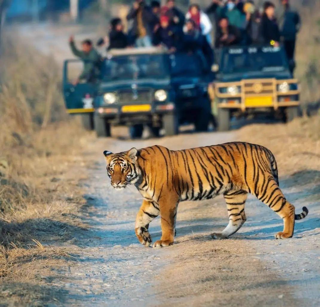 jim corbett travel package