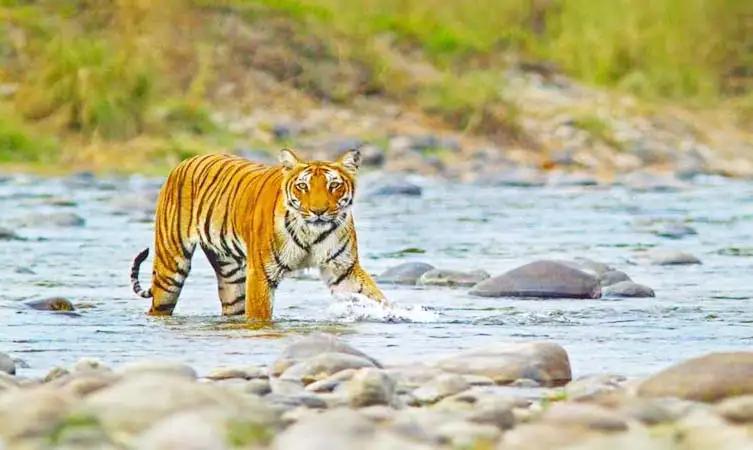 jungle safari tiger view corbett