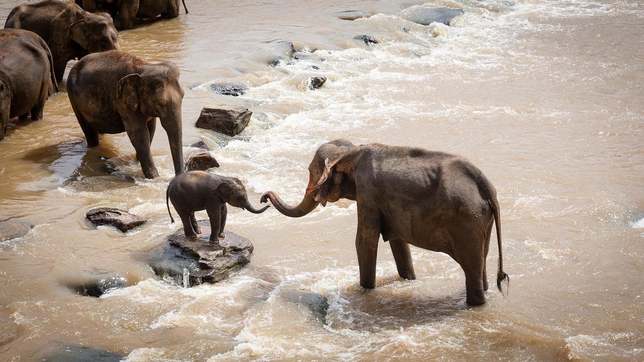 Elephant sight while safari in jim corbett